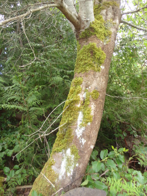 dogwood trunk photo