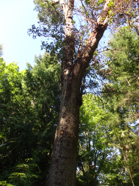 arbutus photo2