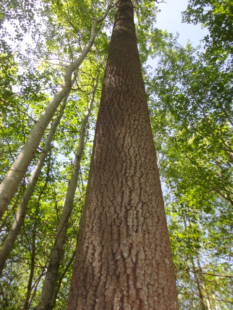 trembling aspen photo