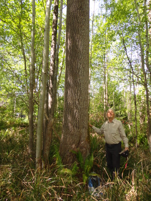 trembling aspen photo