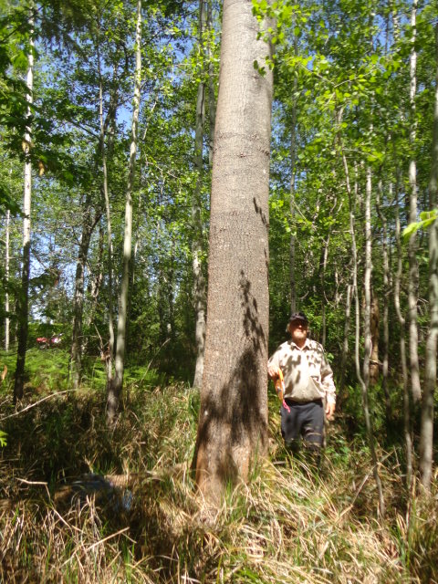 trembling aspen photoaspen