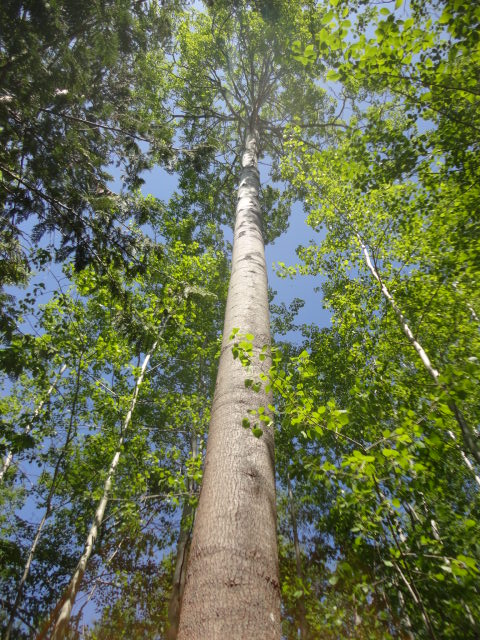 trembling aspen photo2