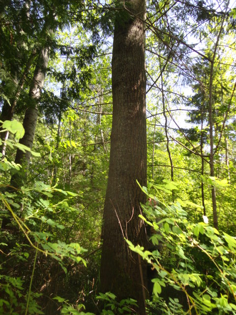 trembling aspen photo