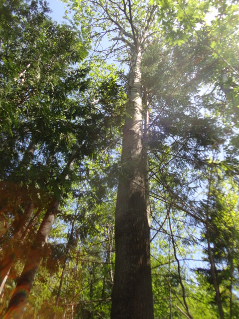 trembling aspen photo2