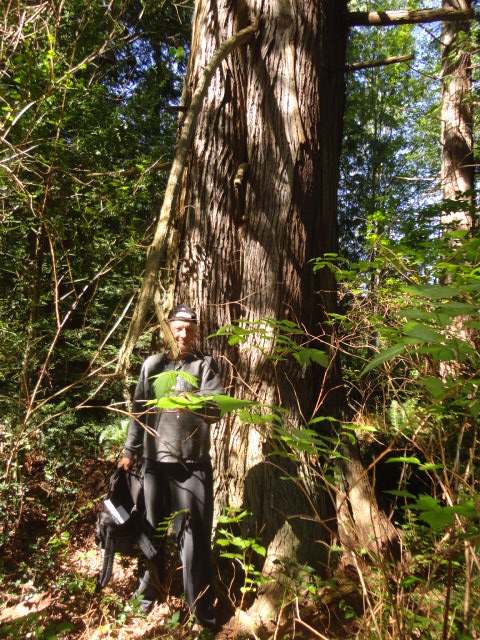 Western redcedar photo