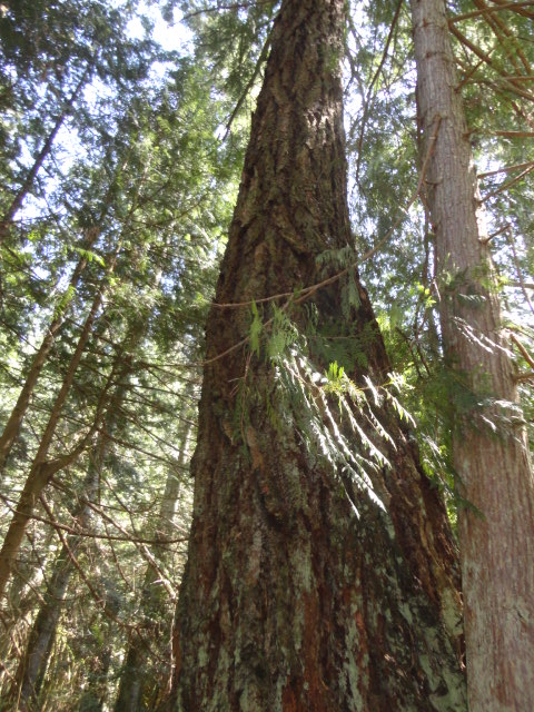 douglas-fir photo