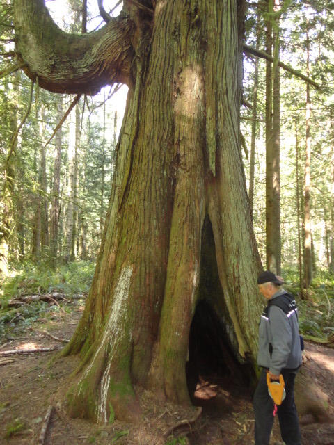 Western redcedar #32 photo