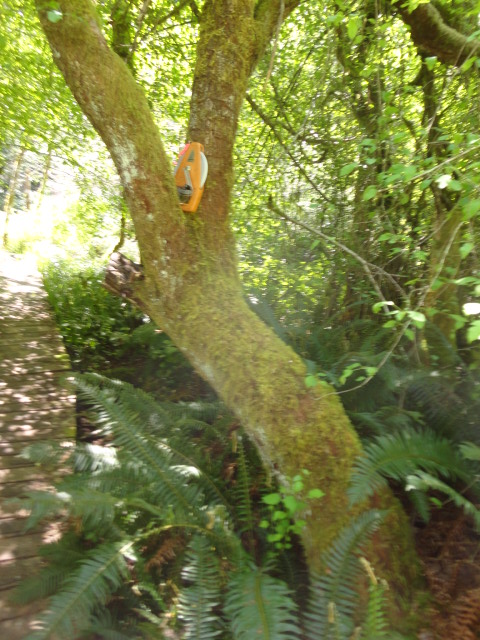 pacific crabapple photo