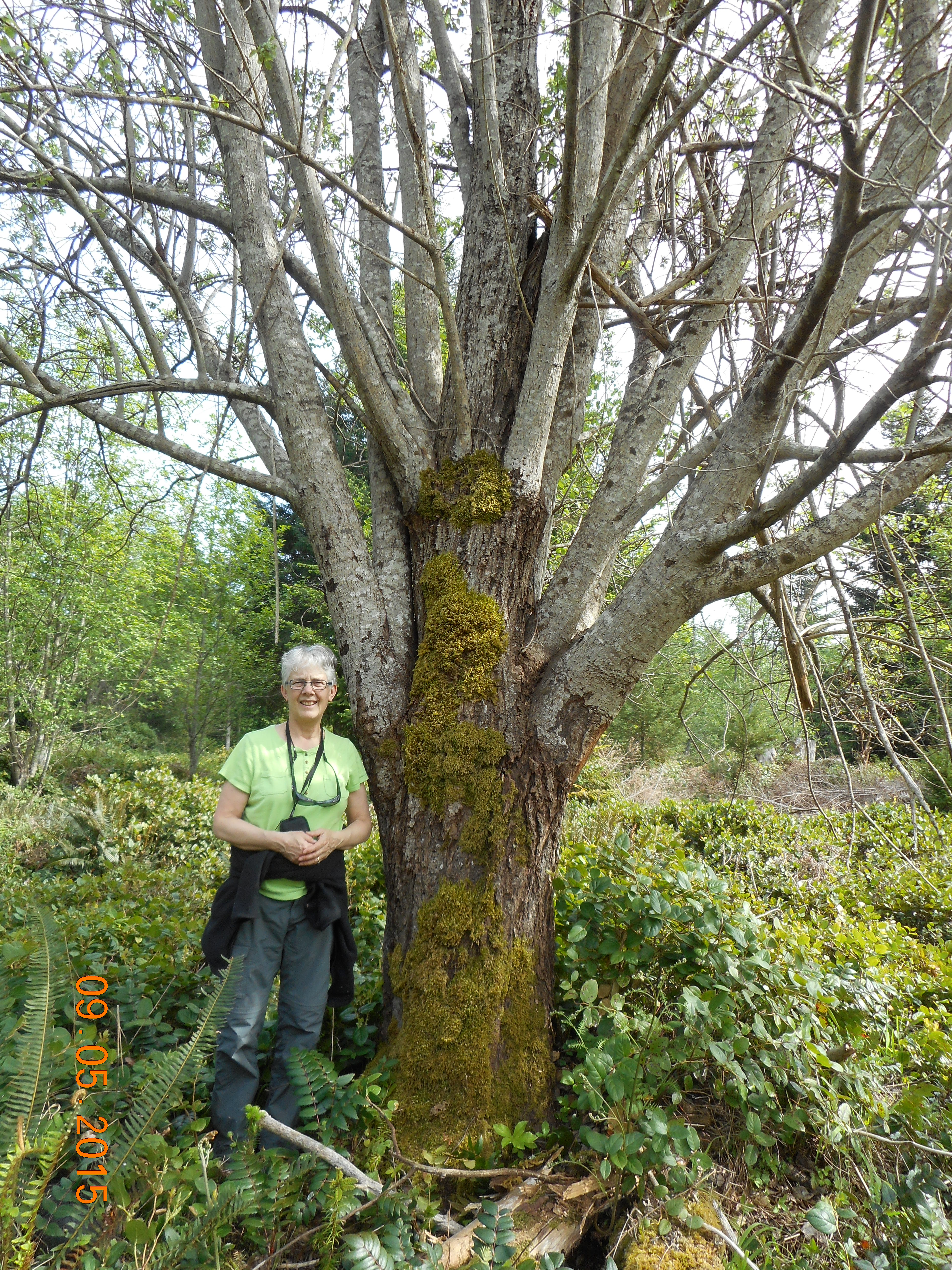 scoulerswillow photo