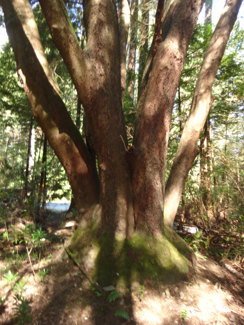 multiple-stem arbutus photo