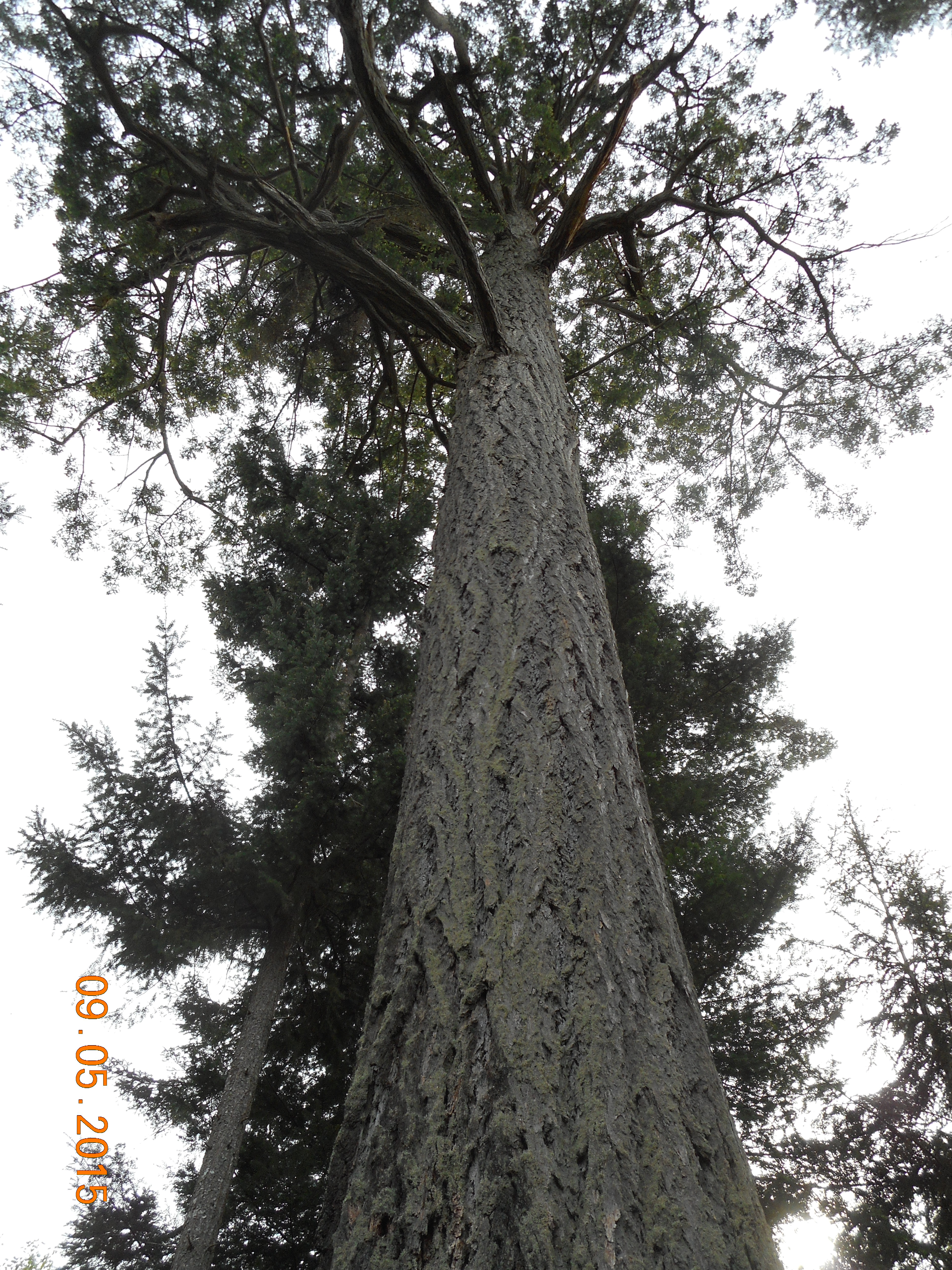 douglas-fir photo 2
