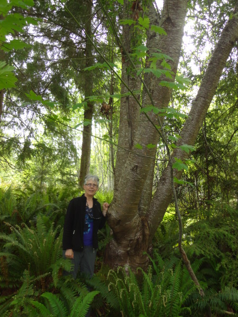 bitter cherry 707photo