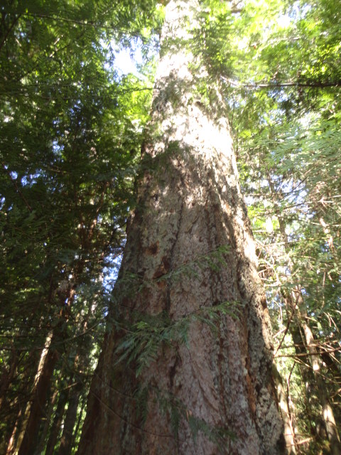 douglas-fir photo43