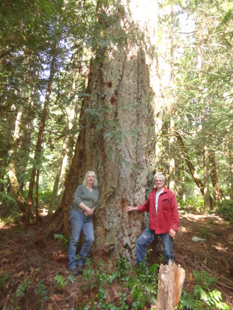 douglas-fir 43 photo