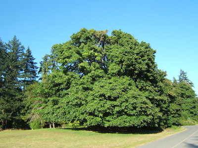 bigleaf maple photo