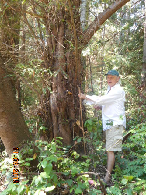 western yew photo