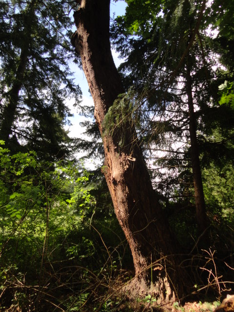 Arbutus at twin beaches photo