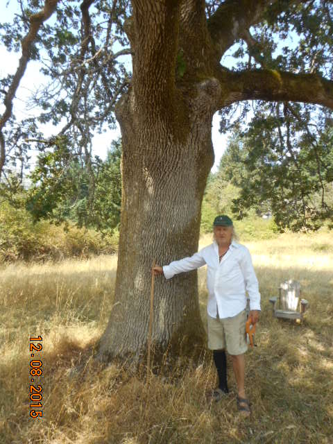 garry oak photo