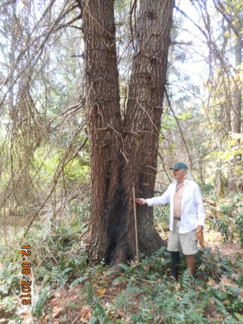 grandfir photo
