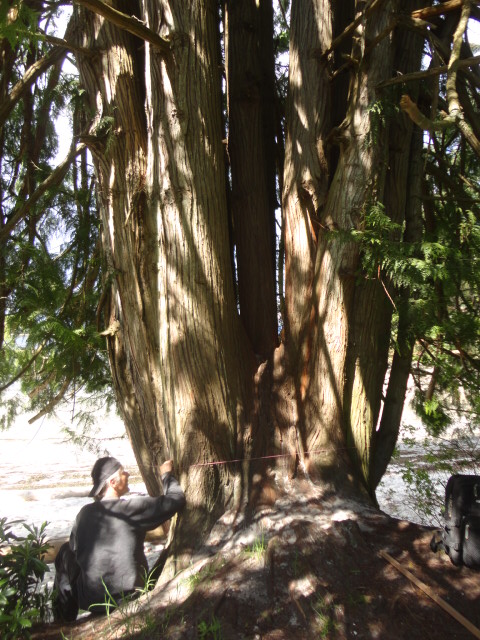 multiple-stem red cedar photo