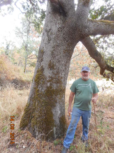 garry oak photo