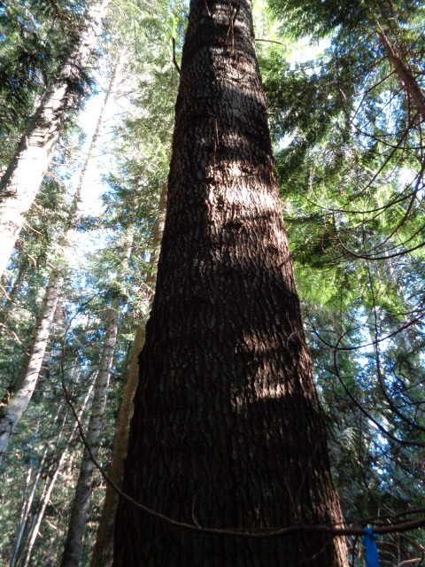 grand fir photo1