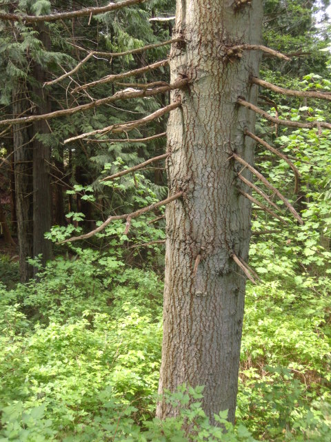 grand fir trunkphoto