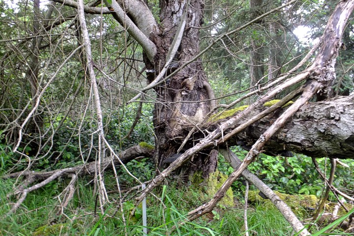 scoulerswillow photo