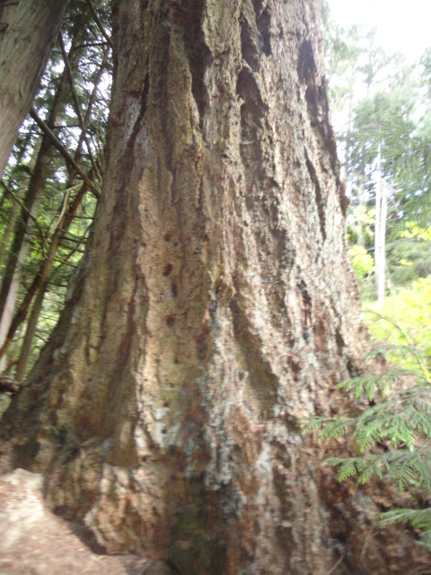 douglas-fir foot photo