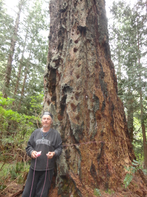 Conville Giant photo